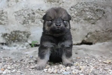 Eurasier  Collier Multicolore Du Domaine D'Alvheim photo 3