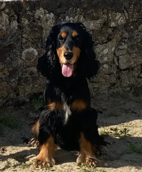 Cocker Spaniel Anglais  M Chocolat Et Feu Gardien Des 91879 photo 2