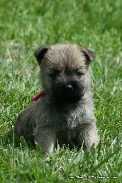 Cairn Terrier  Femelle Rose Des Fauves D'Orient