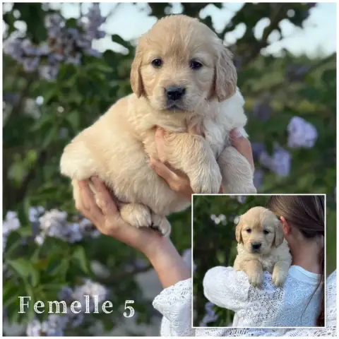 Golden Retriever  Femelle 5 Des Terres De L'Avesnois 21a6a