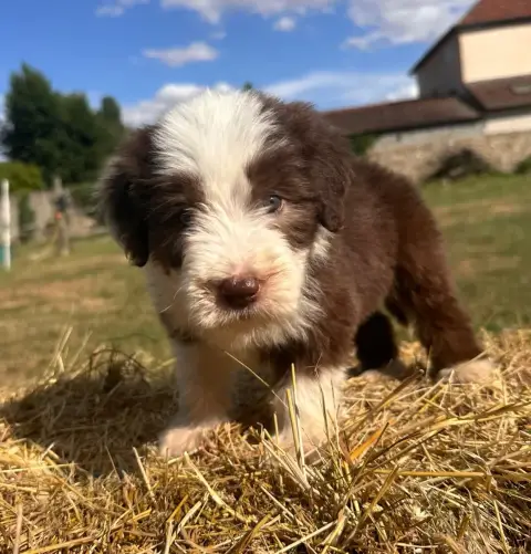 Bearded Collie  Brooke