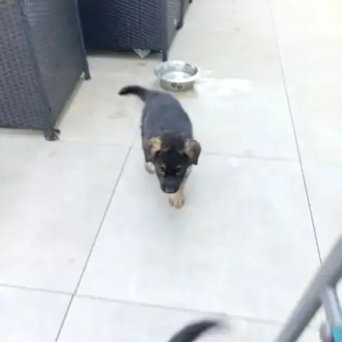 A Réserver Chiots Berger Allemand