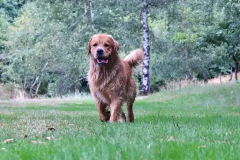 Golden Retriever  Brooklyn De La Tombée De La Nuit photo 3