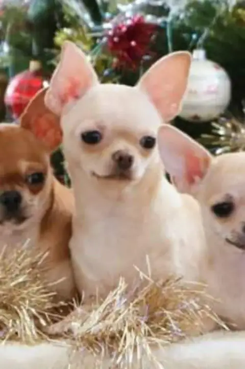 Chihuahua  Chiot N°2B Des Roses De Lolita photo 3