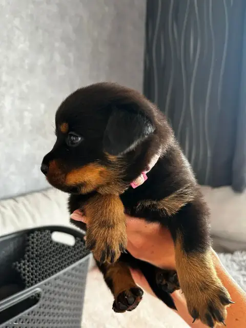 Rottweiler  Rose Du Valhalla Des Anges Noirs photo 2