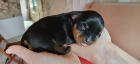 Rottweiler  Chiot N°2 Des Princes De Calvignac