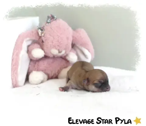 Chihuahua  Blossom May Star Pyla