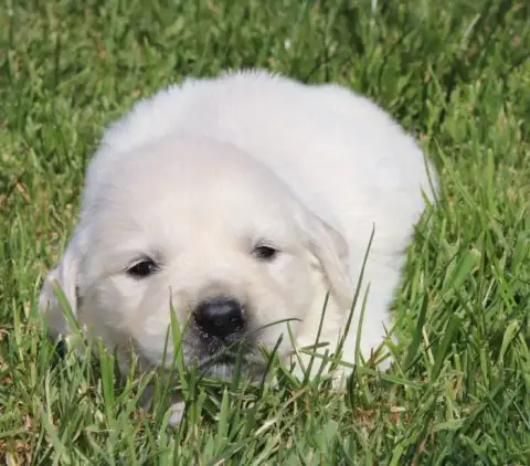 Golden Retriever  Collier Jaune De La Lisardière