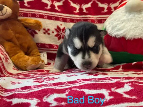 Siberian Husky  Bad Boy Mahigan