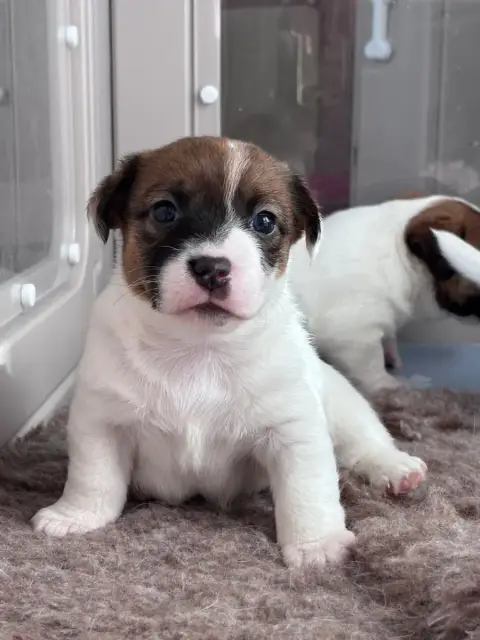 Jack Russell Terrier