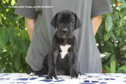 Dogue Allemand  Femelle Noire Collier Rouge Du Clos D ff32a