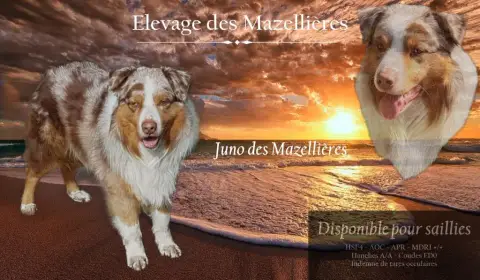 Berger Australien  Chiot N°5 Des Assards De Pierregou fcf16 photo 2