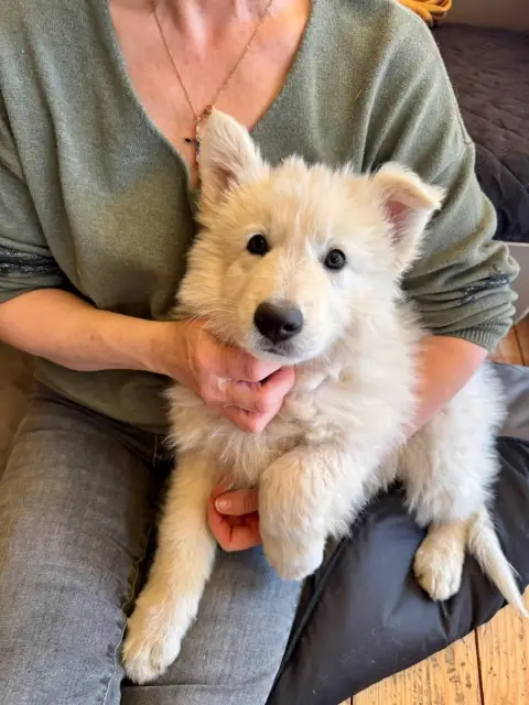 Berger Blanc Suisse  Mâle 3 Of Washita Ahow