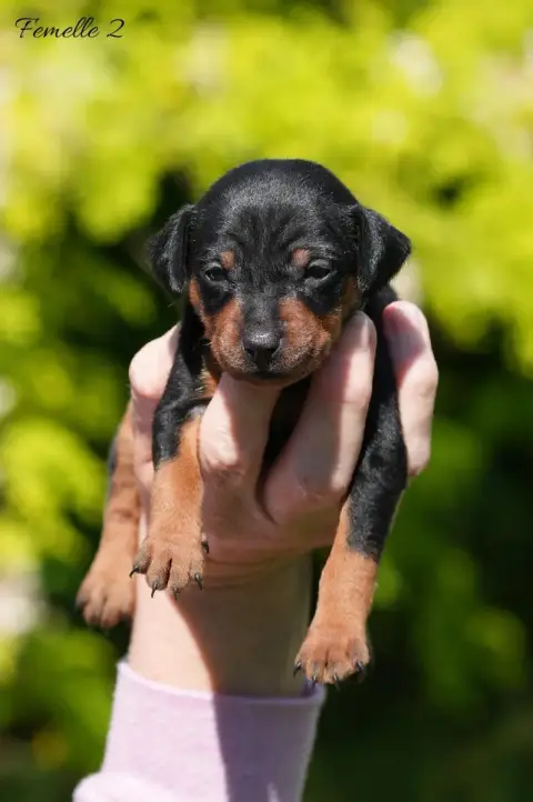 Pinscher Nain  Femelle 2 De La Maison D'Este