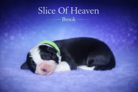Border Collie  Brook Slice Of Heaven photo 2