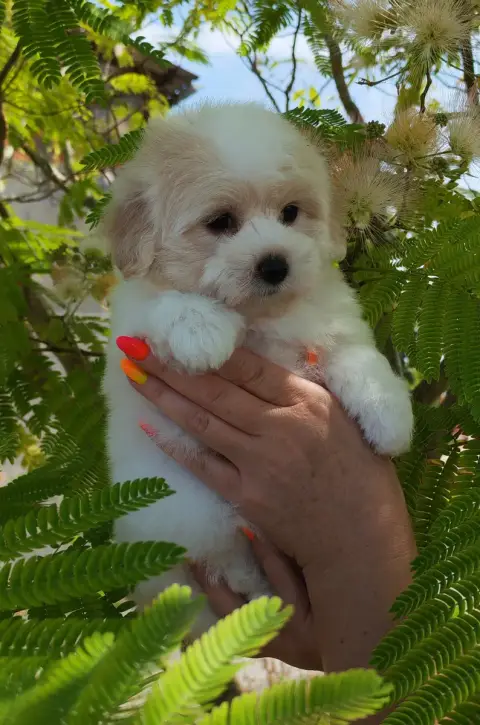 Coton De Tulear 
                        Batchata Ana 1889a