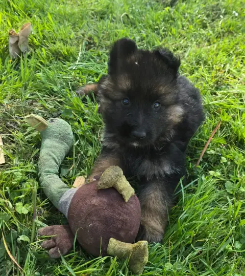 Berger Allemand Poil Long  Chiot N°3 Des Bergers Des  f6aee