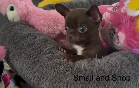 Chihuahua  Disponible Bounty Small And Snob
