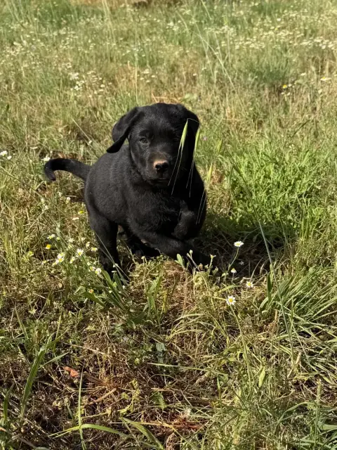 Labrador Retriever 
                        Chiot N°4 b77b6 photo 3