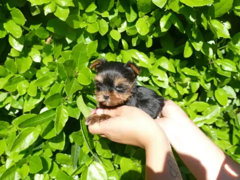 Yorkshire Terrier photo 2