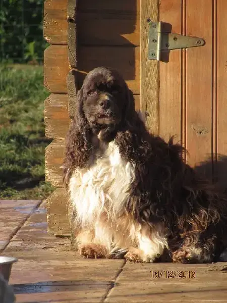American Cocker Spaniel photo 3