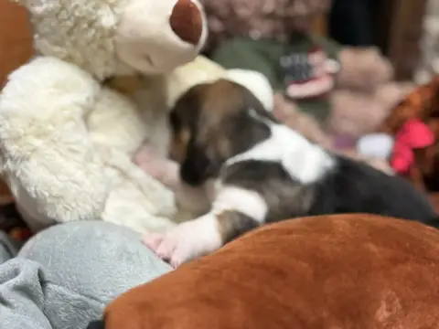 Beagle  Chiot N°4 Du Domaine Des Pattes Dorées photo 3