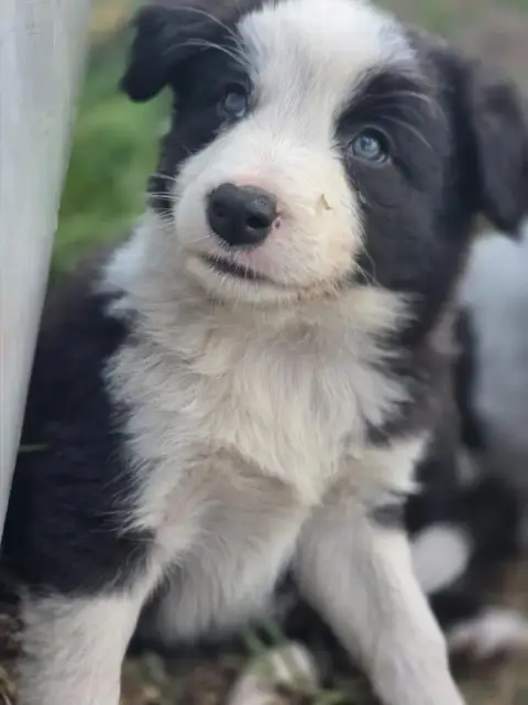 Border Collie  Noir Et Blanc Tricolore Des Lacs De La ba656