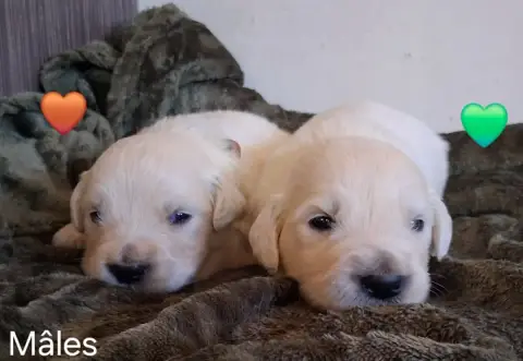 Golden Retriever  Collier Vert Du Domaine Des Eurante a7019