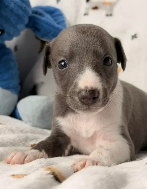 Whippet  Bane De La Bastie D'Hucaroc