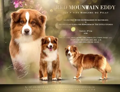 Berger Américain Miniature  Chiot 2 Violet Des Bandit be1b1 photo 2