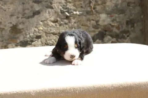 Bouvier Bernois  Chiot 9 De La Vallée De L'Hyrome