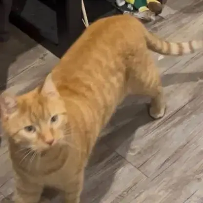 Chat Caramel À L Adoption