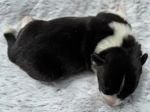Welsh Corgi Cardigan  Chiot N°6 De La Cour Des Iles 70e69 photo 2