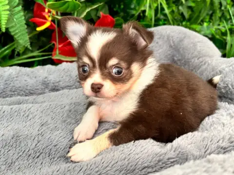 Chihuahua photo 3