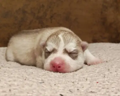 Siberian Husky  Boomer Of The Northern Moon
