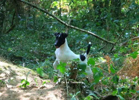 Fox Terrier Poil Lisse  Black And White De La Rose Ma 8c5ed photo 2