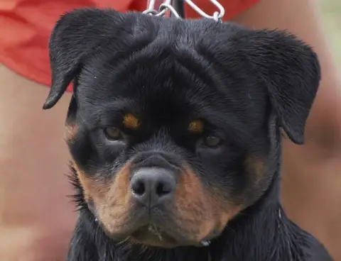 Rottweiler  Chiot N°1 Of The Land Of Midnight