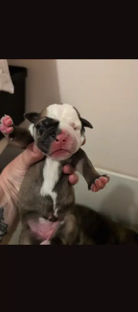 Bulldog Continental  Chiot 3 Du Paradis D'Eska