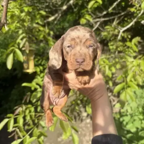 Sublimes Chiots Teckels Kaninchen Papa Champion