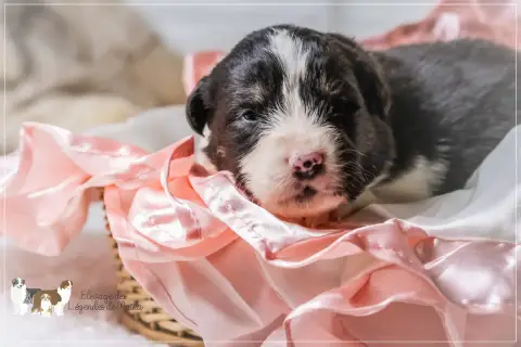 Berger Australien  Chiot N°4 Des Légendes De Maika