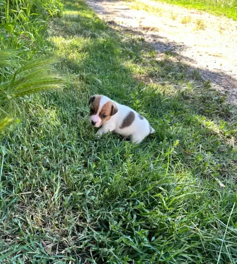 Jack Russell Terrier  Chiot N°4 Of Spirit Mountain photo 2