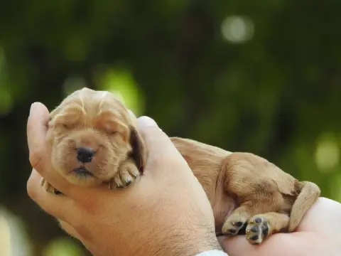 Cocker Spaniel Anglais 
                        B2 Du 22652