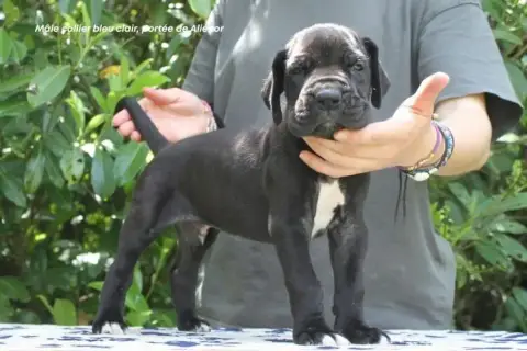 Dogue Allemand photo 2