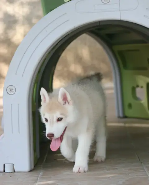Siberian Husky 
                        Chiot 1 Of No 5fd24 photo 3