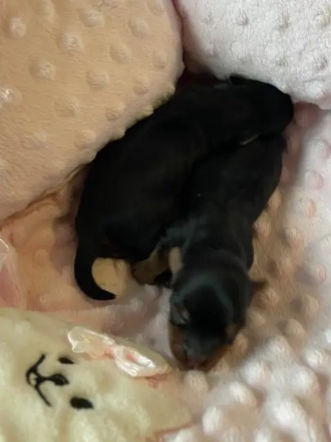 Yorkshire Terrier  Chiot 2 Des Minis Bouts photo 2