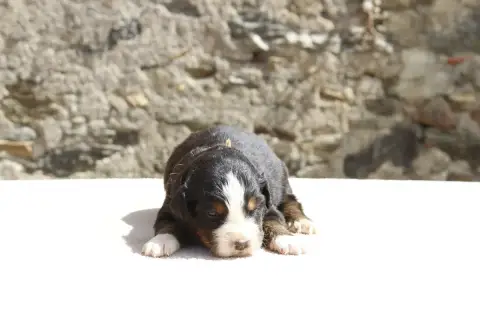 Bouvier Bernois  Chiot 3 De La Vallée De L'Hyrome