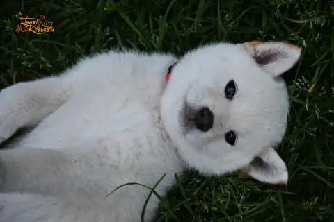 Shiba  Yuri Go Inari Kitsuken