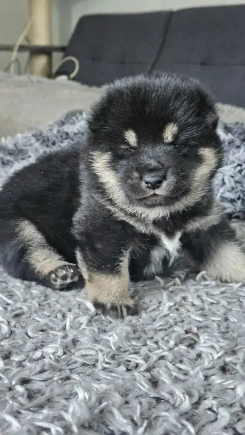 Shiba  Baïka De British And Us photo 2