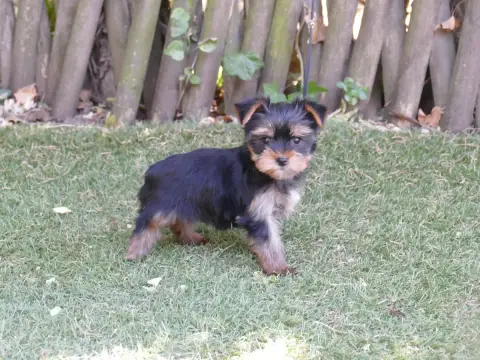 Yorkshire Terrier  Chiot N°4 Du Temps Des Amazones photo 2