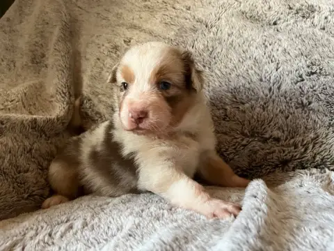 Berger Australien 
                        Bridget De 3c630
